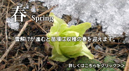 春